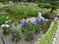 城北菖蒲園のハナショウブ