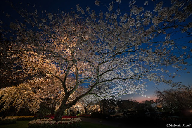 A beleza e serenidade das belas paisagens do Japão