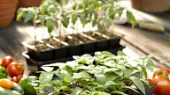5 Remarkable How To Plant Starter Seeds Free