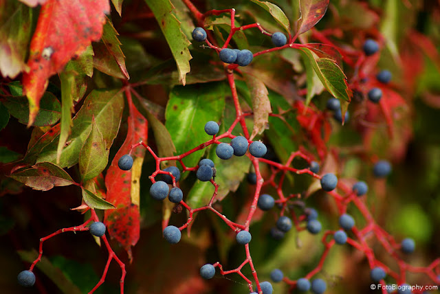 Autumn Berries3