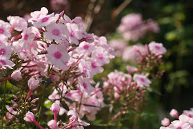 Phlox Europa