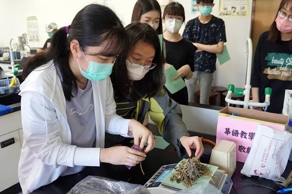 ▲大葉大學學生秤重準備中藥材材料。（圖／大葉大學提供）