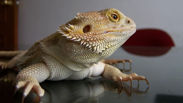 Bearded Dragon