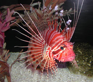 Pterois radiata