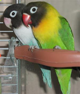 Lovebird sepasang