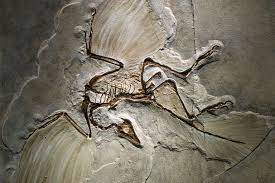 Archaeopteryx