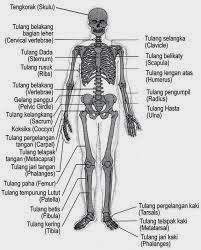  SISTEM  GERAK  MANUSIA  Lengkap Estwan Blog