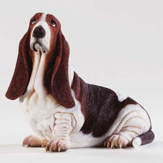 Dog breed picture of Basset hound image