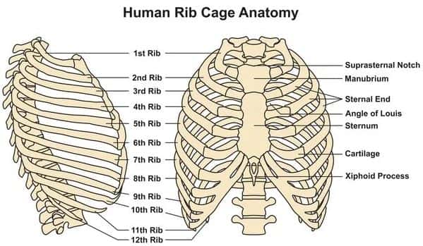 struktur tulang rusuk manusia