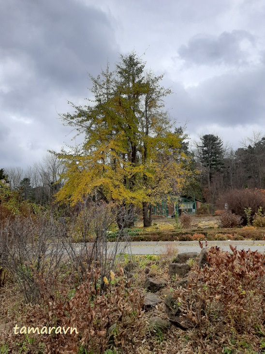 Гинкго двулопастный (Ginkgo biloba)