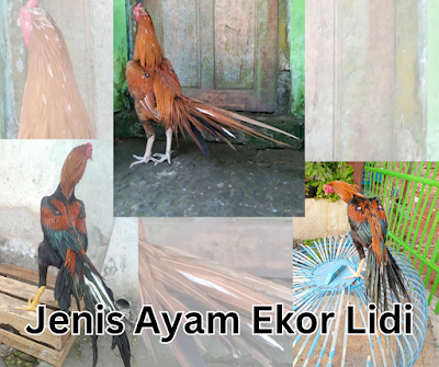 Ayam Ekor Lidi: Jenis Ayam Hias yang Memiliki Ekor Kaku dan Indah