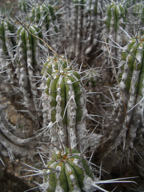 Euphorbia handiensis - Cardón de Jandía 01