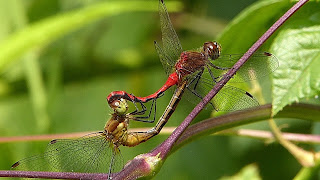 Dragonflies in the "mating wheel"