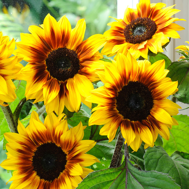 GIRASOLES - REMEDIOS NATURALES