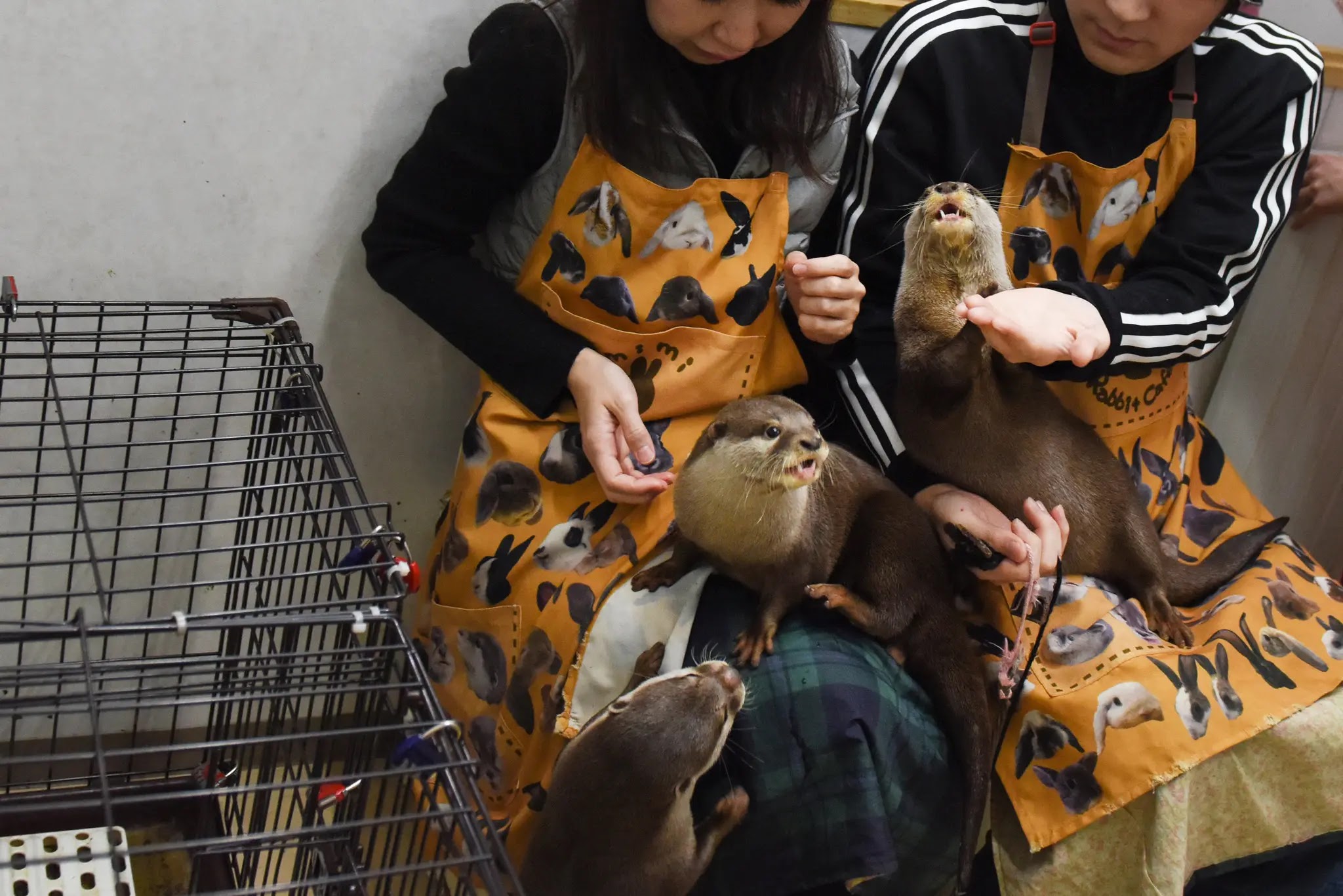 Pet otters playing with their owners