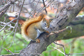red squirrel looking down on Franco's deck domain