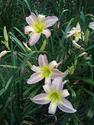 2023 Daylily Introduction 'Smoke On The Horizon'