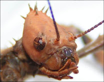 A close-up of a phasmid insect's face.