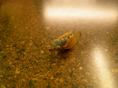 Cicadas in Arkansas