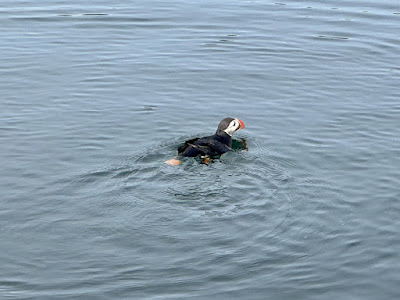 puffin in water in Grundarfjördur, Iceland