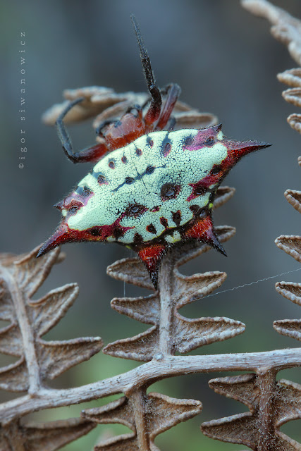 Macro Insect Photography Igor Siwanowicz