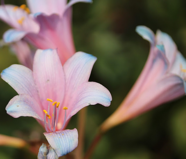 Cotton Candy Colored Lilies ~ Photo by ChatterBlossom #nature #flowers