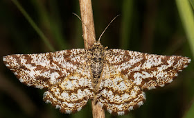 Common Heath, Ematurga atomaria.  Female.  Old Lodge Nature Reserve, 11 June 2016.