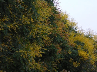 row of Japanese lantern trees early August