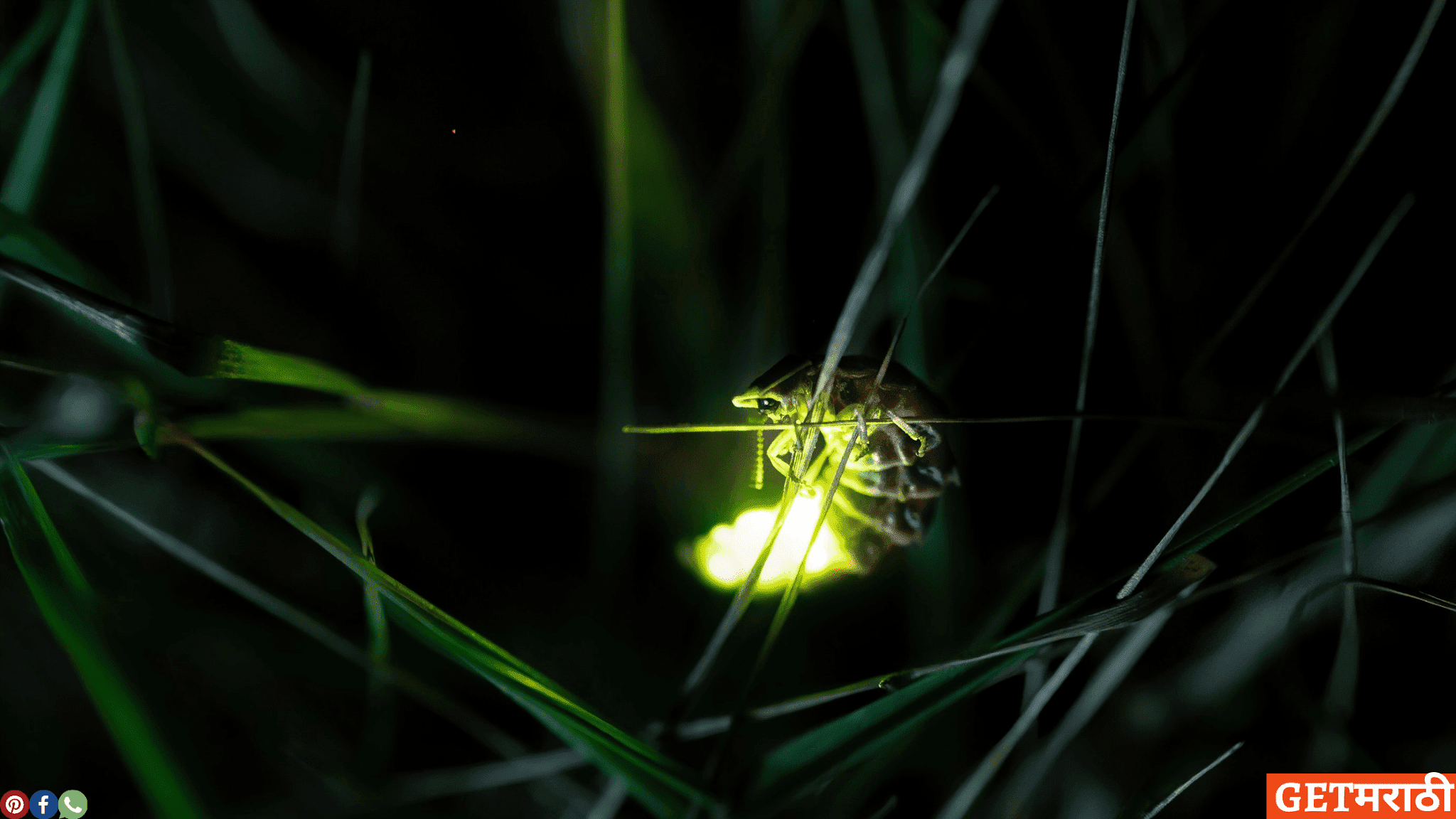 FIRE  FLY