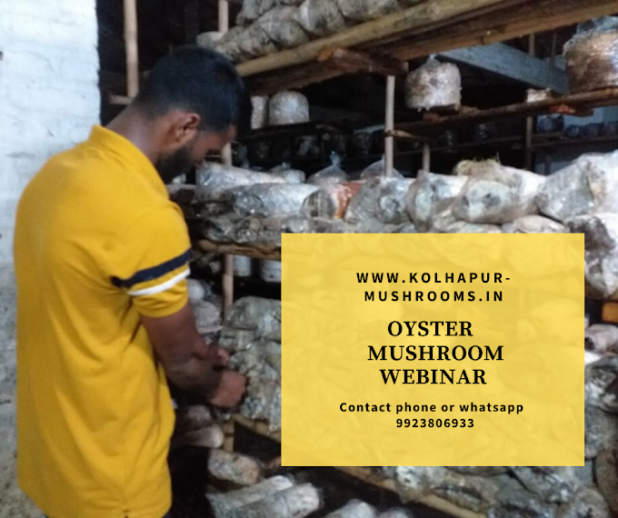 Oyster Mushroom Webinar | Oyster Mushroom Training | Mushroom Learning Center Kolhapur