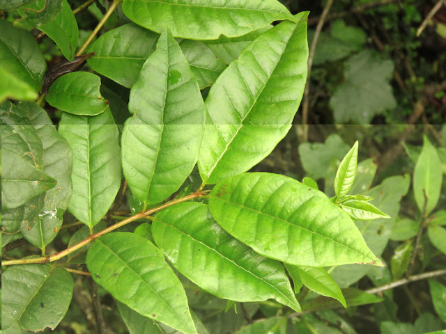 Psidium pedicellatum