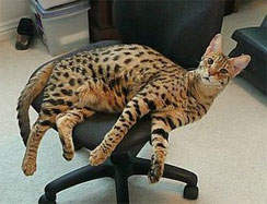 Savannah Cat Breed 