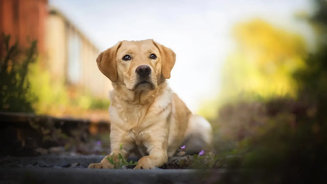 Labrador Retriever