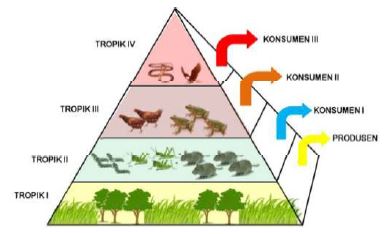 Gambar Piramida ekologi - Sumber: satujam.com