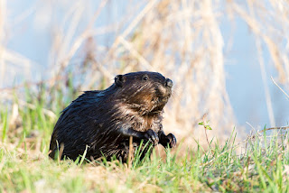 beaver dam alberta visible space