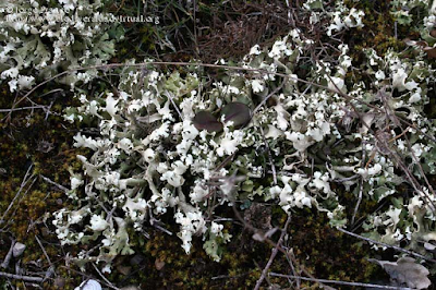 http://www.biodiversidadvirtual.org/hongos/Cladonia-foliacea-%28Hudson%29-Willd.-img53265.html