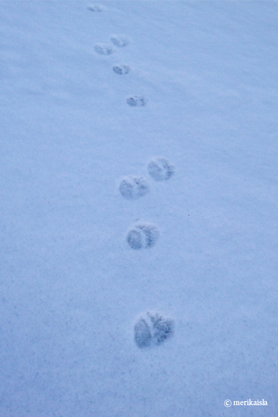 Eläinten jälkiä lumessa