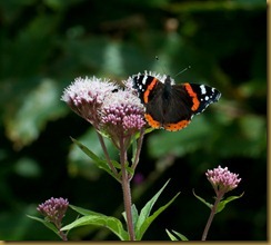 Red Admiral on Valerian