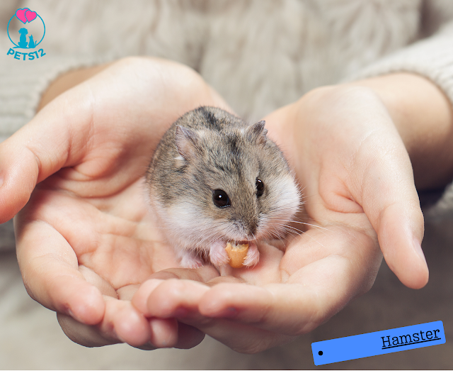 Hamster Breeds: Choosing the Perfect One for Your Home