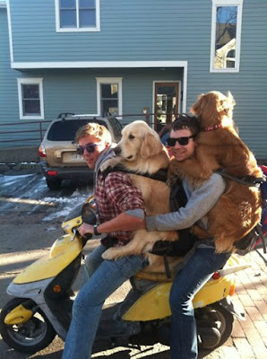 funny dog pictures, guys with golden retrievers on scooter, golden retrievers in backpacks, golden retrievers in baby carriers, dog in baby carrier, dog on scooter