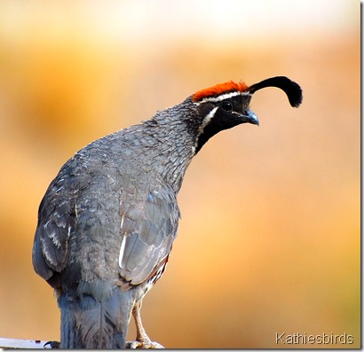 1. Gambel's Quail male