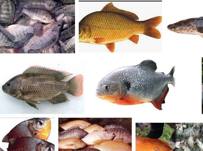 43 Trend Gambar  Ikan  Mas Air  Tawar 