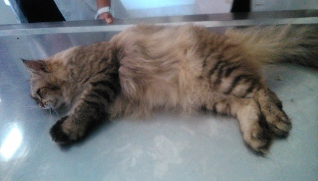 Urolithiasis Pada Kucing Persia (case report)