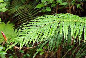 ferns in jungle