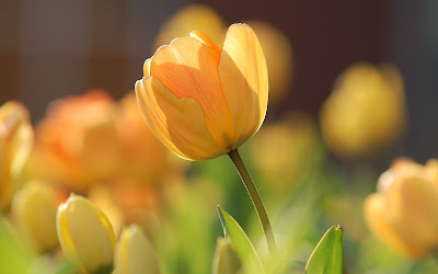 yellow tulip close up widescreen resolution hd wallpaper