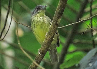 Spot-breasted Antvireo