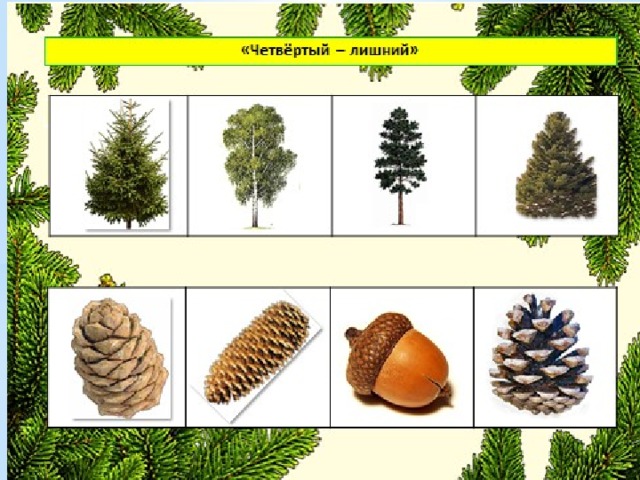 4 хвойных и 4 лиственных. Хвойные деревья для детей. Деревья для дошкольников. О хвойных деревьях дошколятам. Хвойные деревья для дошкольников.