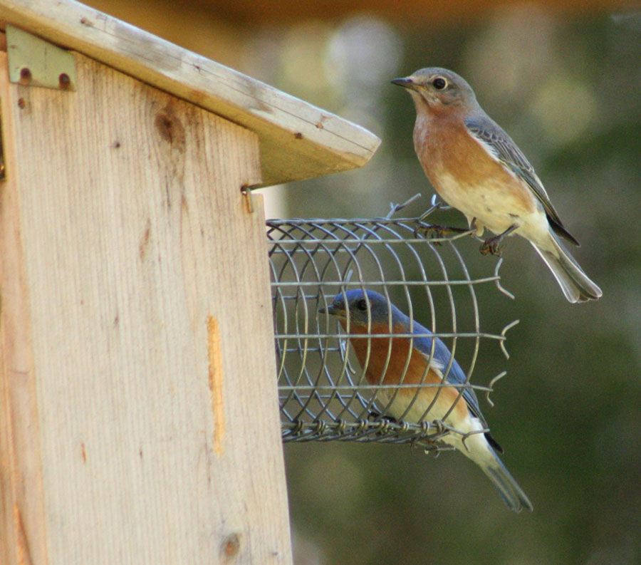 bluebird house plans