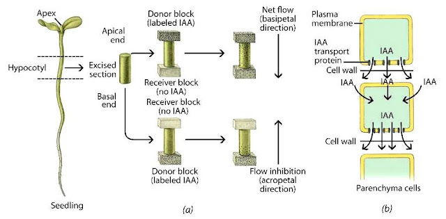 Image result for iaa auxin