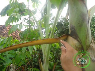 Tujuan Pemangkasan Pada Tanaman Pisang